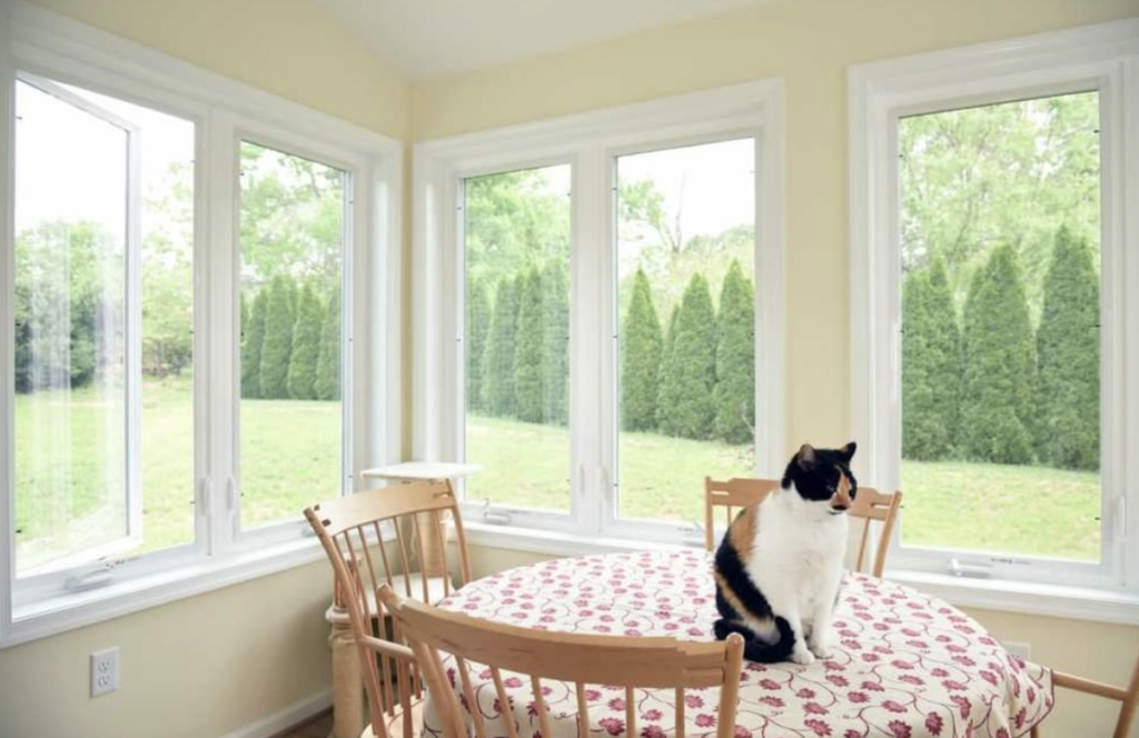 b lacla nd white cat sitting on a table in front of a lot of sunny windows in a new kitchen renovation farm house